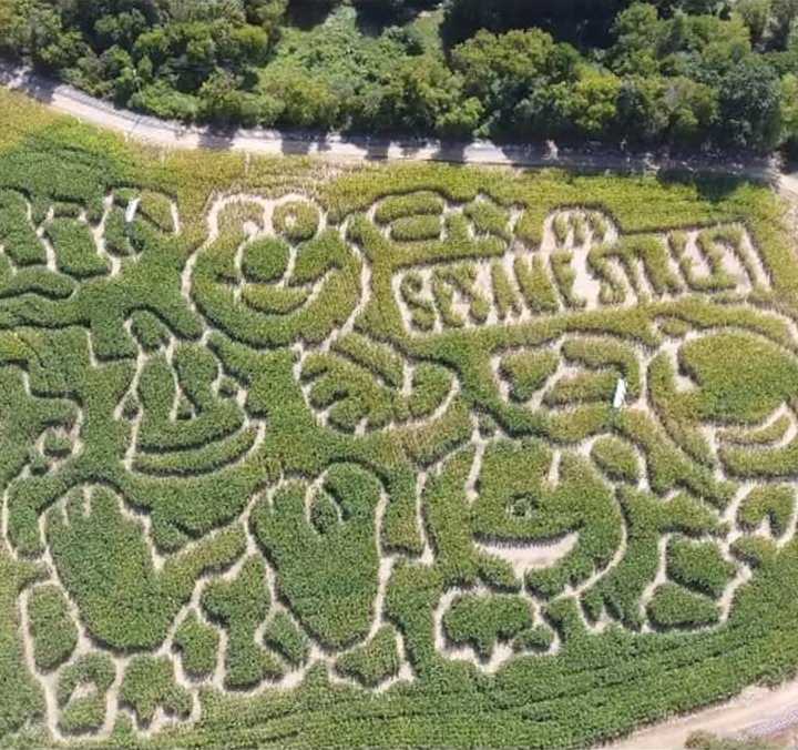 Get lost in Elmo’s world at a giant Upstate NY corn maze ranked among the best in America