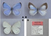 New butterfly species found in South Carolina named after Iryna Zaruska
