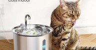 Cat water fountain encourages healthy hydration and it's less than £20 in limited