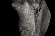Electrocution Whiff In Second Tusker Death In One Month In Odisha’s Deogarh