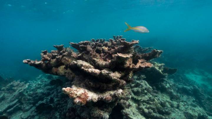 These iconic antler-like corals used to carpet Florida’s reef. They’ve just been declared ‘functionally extinct’