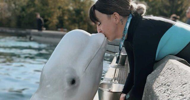'We need to get them out': Beluga trainer fired by Marineland speaks out