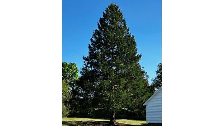 A majestic Norway spruce from upstate New York chosen as Rockefeller Center Christmas Tree
