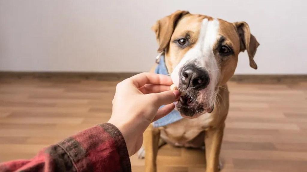 Best hip and joint supplements for pets