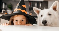 Dog owners issued 'do not buy' warning before October 31