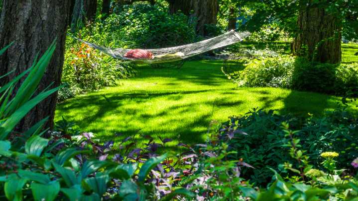 The Native Shrub That Loves Shade With Stunning Color In Fall And White Flowers In Spring
