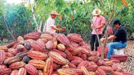 Bajó el precio del cacao en el Huila, preocupación en el sector cacaotero