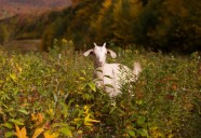 Livestock landscaping: Vermont ski areas employ goats and sheep to clear the slopes