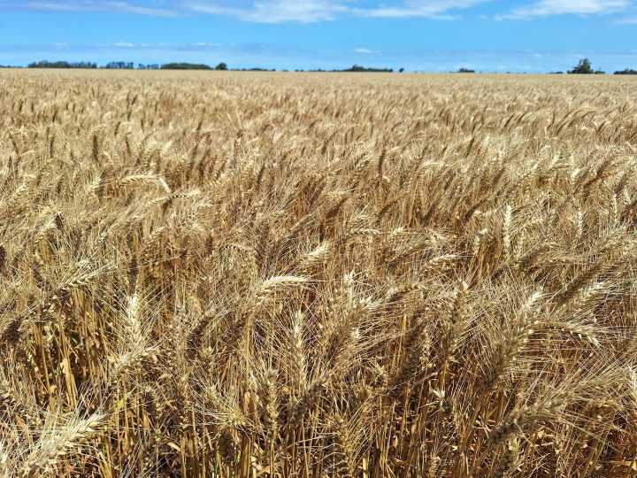 El trigo y la fina van camino a récords
