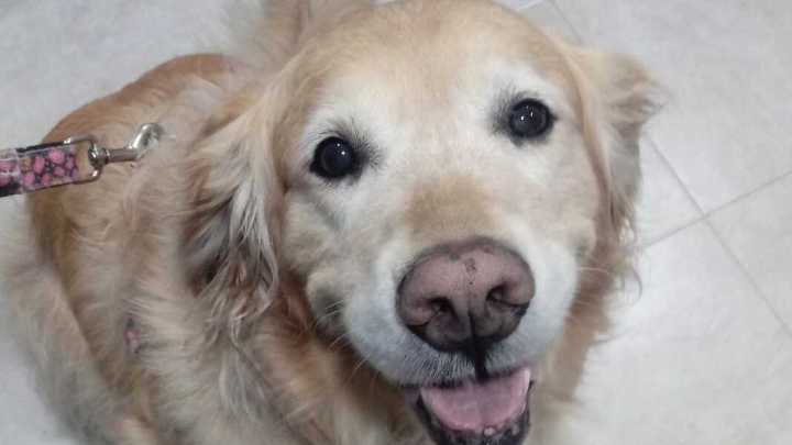 "Fractura de costilla y dolor en la columna": estos son los resultados médicos de Samantha