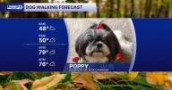 DOG WALKING FURCAST: Frigid digits out the doggy door, but we will be panting by the afternoon!