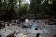 Interpol-led crackdown on environmental crime leads to 225 arrests in Latin America – Winnipeg Free Press