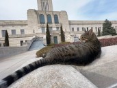 ‘Capitol Cat’ To Be Featured In New Photography Book About Statehouse