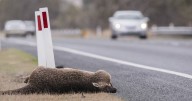 Efforts to protect wildlife on the Monaro Highway