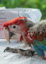 Indignación: un guacamayo reintroducido en los Esteros del Iberá fue asesinado con una gomera