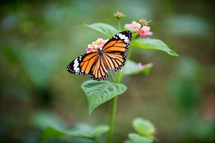 Monarch Butterfly Gets Wing Transplant at NY Nature Center