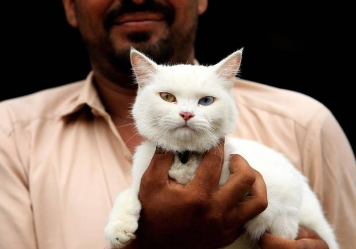 Cuatro beneficios psicológicos de convivir con una mascota