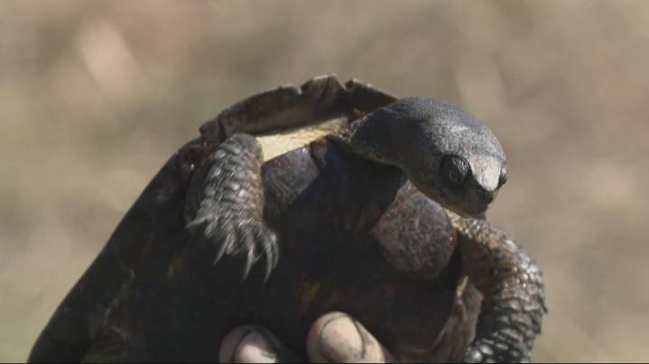 Saving Oregon's freshwater turtle species from becoming endangered