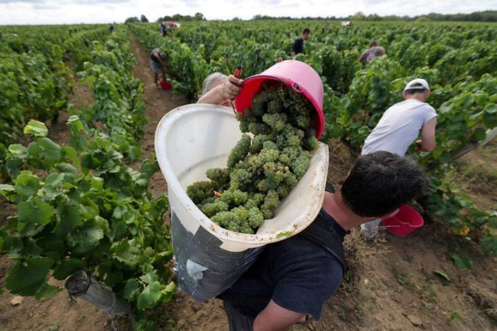 France trims wine output estimate after summer heatwave