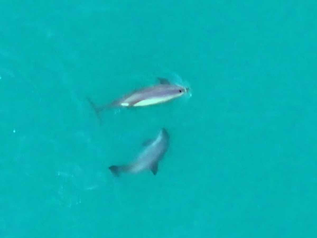 ¡La vaquita marina vive! En 2025, hay entre 7 y 10 ejemplares, se observó a Frida, una hembra embarazada