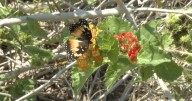 Butterfly Blitz returns for 4th year in Kingsville