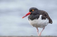 Lanzan Plan Nacional para proteger aves marinas y reforzar su rol clave en la conservación mundial