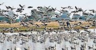 Modern Satellite Township to Rise Over Sukh Sagar Wetland in Udaipur, Bird Experts Warn of Ecological Disaster