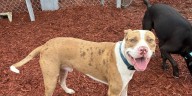Levy County Pets: Ozzie, River, and Tipp