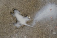 'Chicago Rat Hole' is not imprint of rat, study suggests