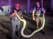 Florida pythons being spotted more often near neighborhoods