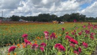 Plant City flower festival continues after hurricane damage
