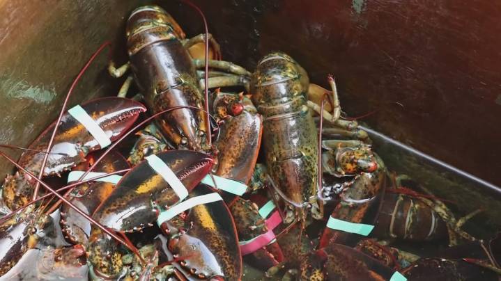 New report finds minimal overfishing of lobster in Gulf of Maine