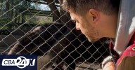 El oso hormiguero: su regreso tras la extinción y sus curiosidades