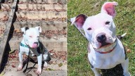 Pennsylvania Pittie Left Outside Shelter Twice Still Believes His Forever Family Will Come