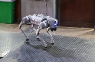 El perro robot Chan Bachi ya empezó a trabajar en la Municipalidad: qué hace (VIDEO)