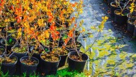 The Fast-Growing Fruit You Can Plant And Grow In The Fall