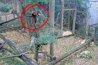 Your New Stress Relief: Red Panda Cam Livestream From Millbrook