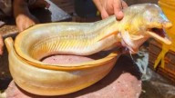 Thane: Fisherman’s hand saved from amputation after rare eel fish bite in Uttan