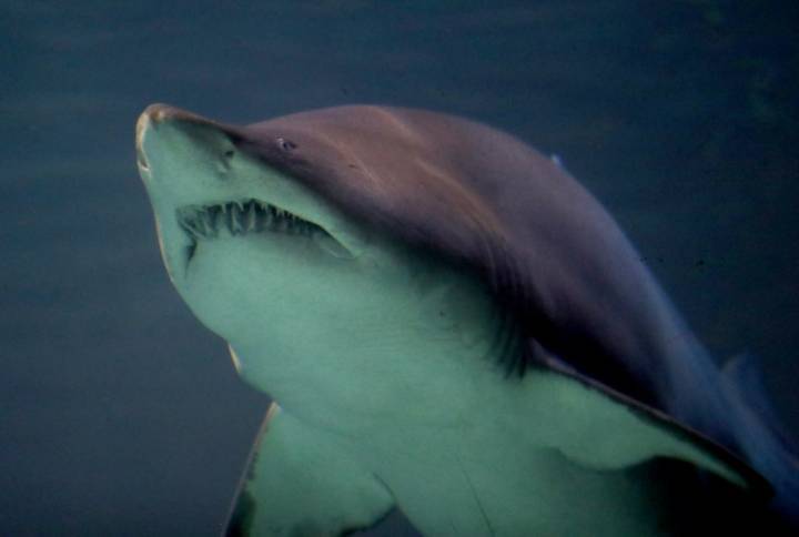 Friends of 14-year-old shark victim lauded for heroically taking action