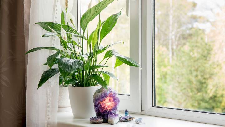 I almost killed my peace lily — turns out I was making 5 mistakes that caused brown leaves