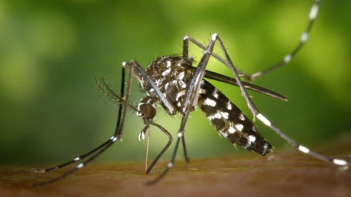 Manipur reports 2,332 dengue cases, one death this year