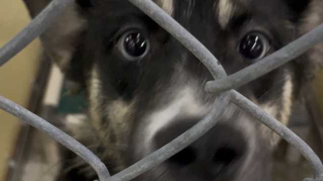 Renovations at Shelby Humane means laying off employees and push to cut pet population