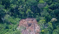 Desde 1985 se han perdido 5,6 millones de hectáreas de bosque en Colombia