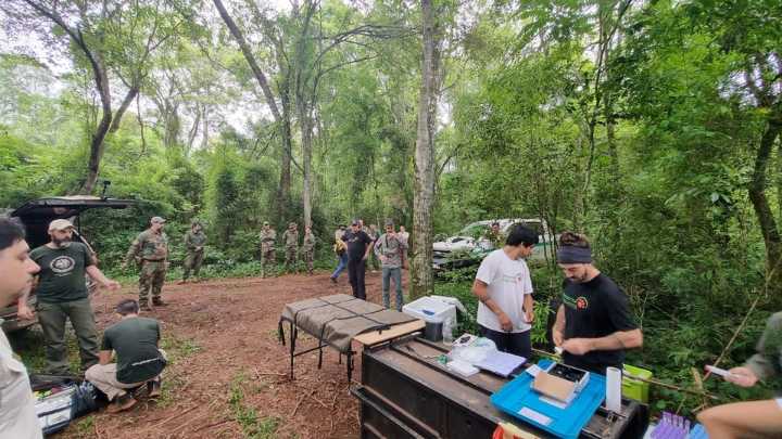 Misiones concretó un operativo inédito en el país: relocalizó de forma segura a una yaguareté y sus cachorros en un área natural protegida