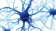 Researchers find clues linking ALS and autoimmune responses