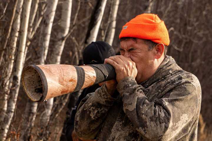Study probes how noise impacts moose hunting south of Fort McMurray