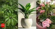 Top 10 easy indoor plants for beginners: Low-maintenance greenery that thrives anywhere