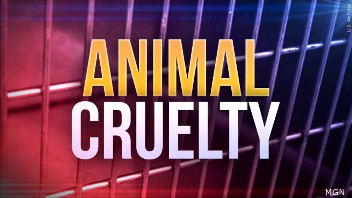 Police investigating animal cruelty incident caught on video