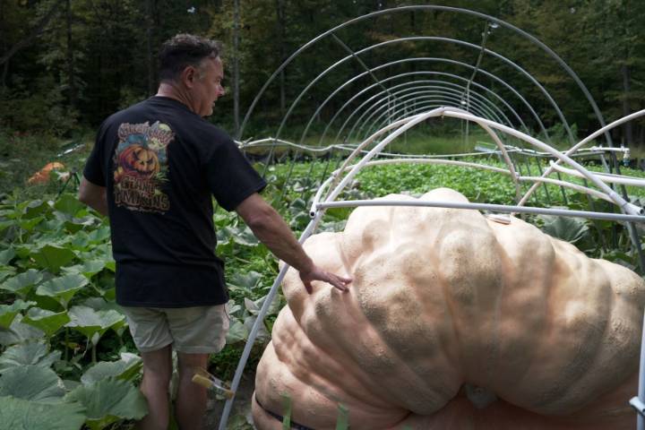 How to grow a giant pumpkin, with help from science