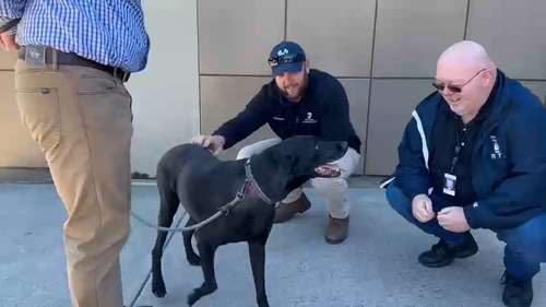 MTA Heroes save dog running on Metro